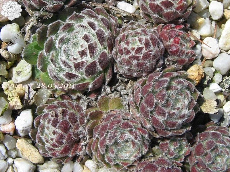 Pacific Feather Power