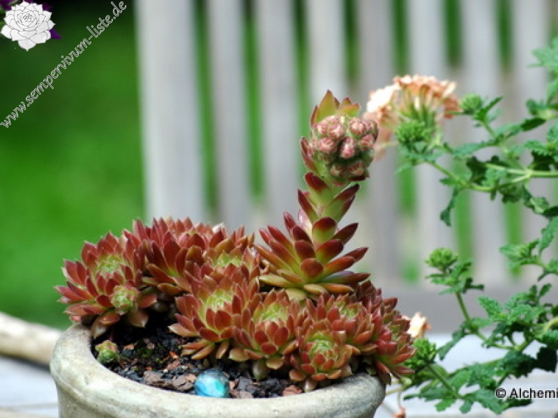 Pacific Green Rose