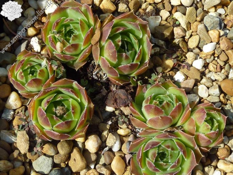 Globe of Korspel / Jovi