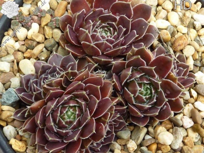 Mount Cleveland / Jovi