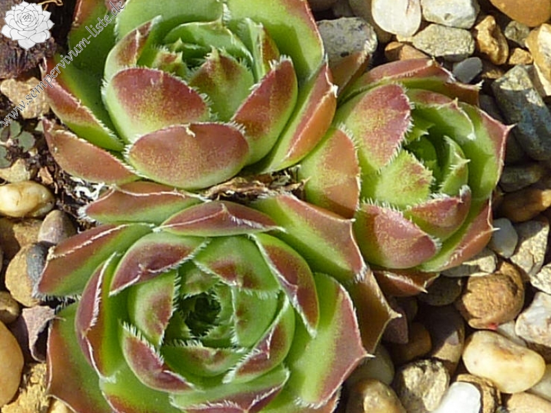 Globe of Korspel / Jovi