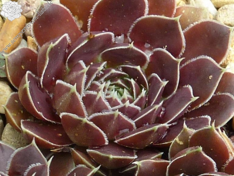 Mount Cleveland / Jovi