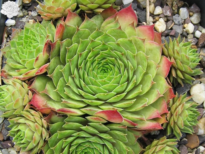 Tacora