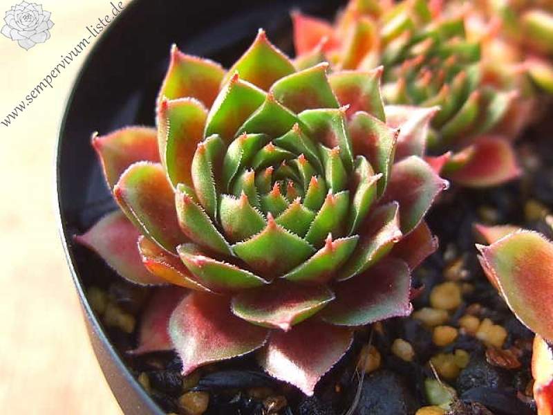 Pacific Green Sleeves