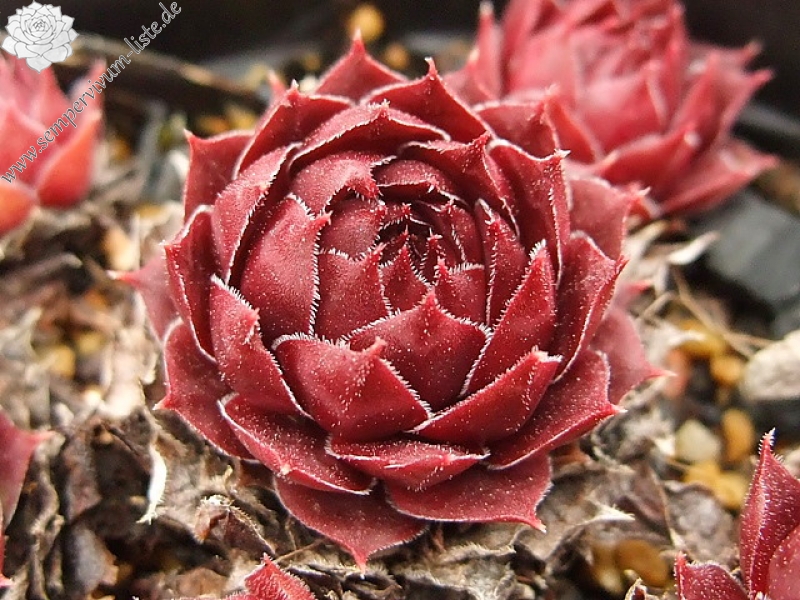 Pacific Green Sleeves