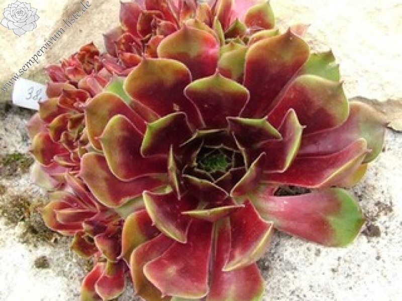 Sanford's Hybrid