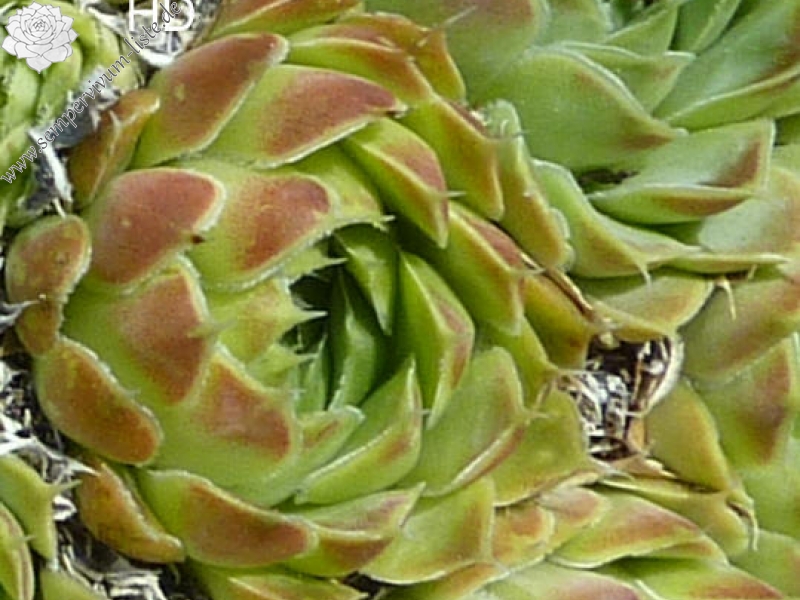 Green Glitter / Jovi