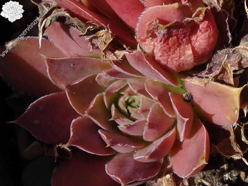 Mount Quechua / Jovi