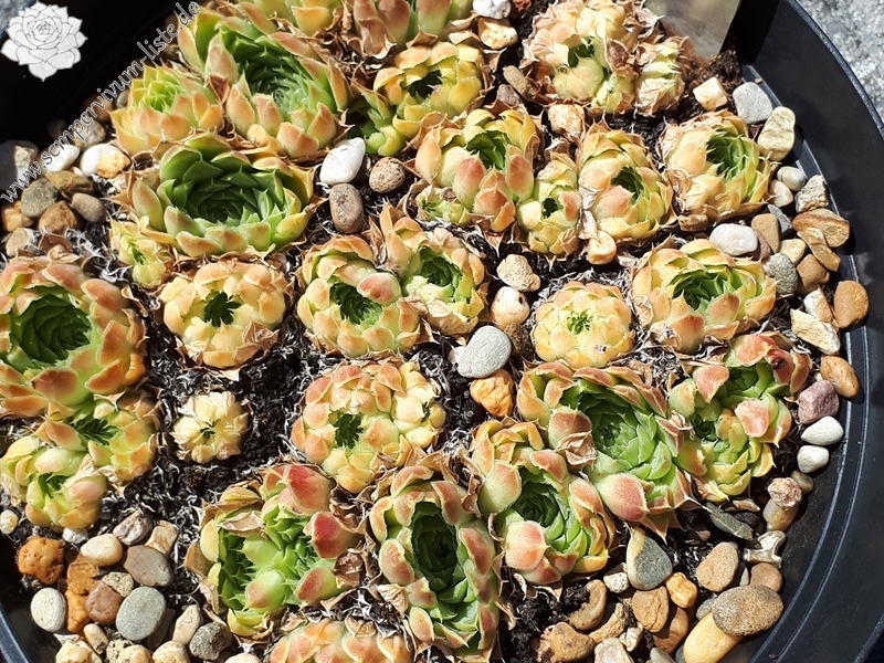 Green Glitter / Jovi