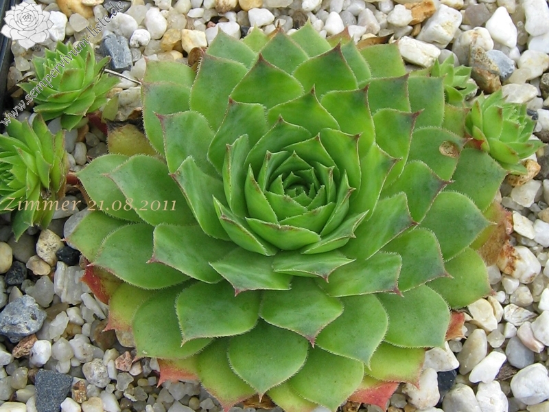 Green Giant