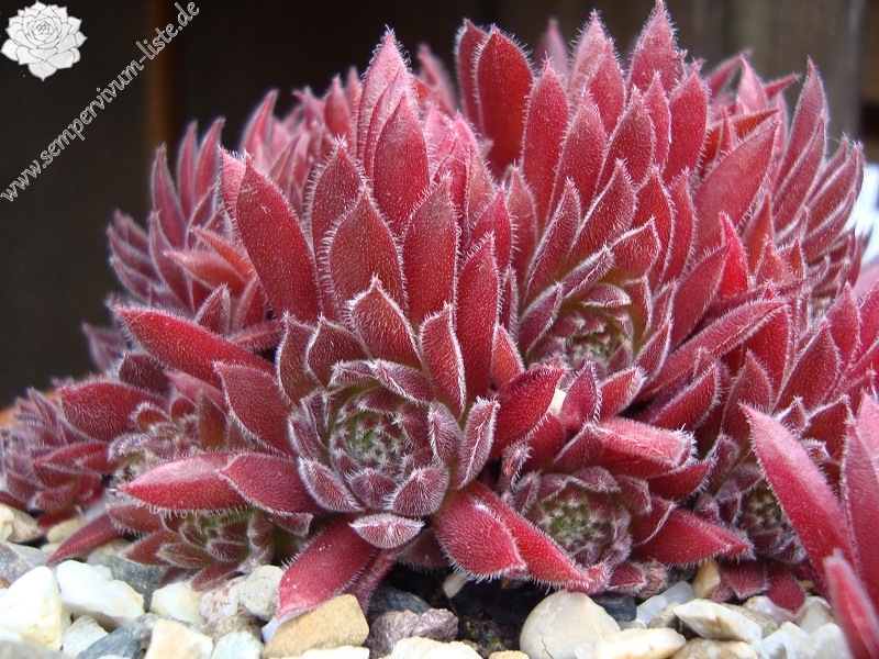 Pacific Red Tide