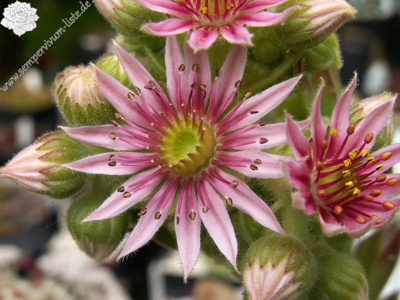 Skovtrolden's Triumf