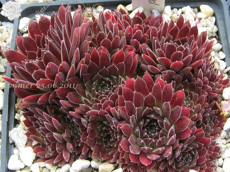 Pacific Red Tide