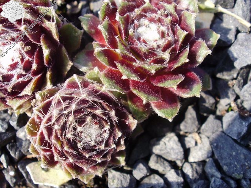 Skovtrolden's Triumf