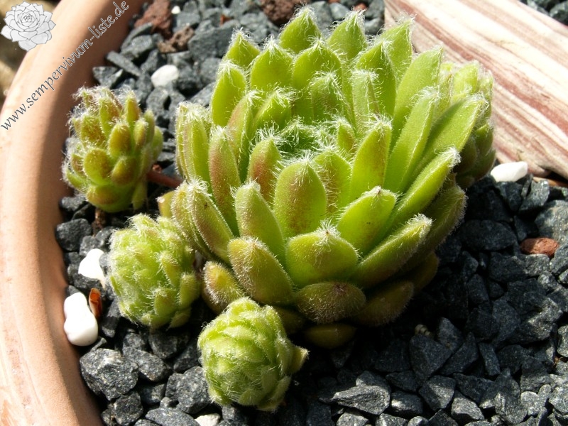 Skovtrolden's Triumf