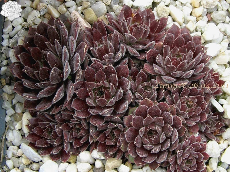 Pacific Red Tide