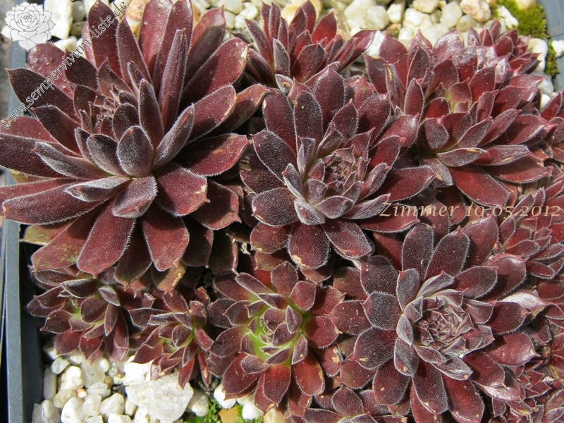 Pacific Red Tide