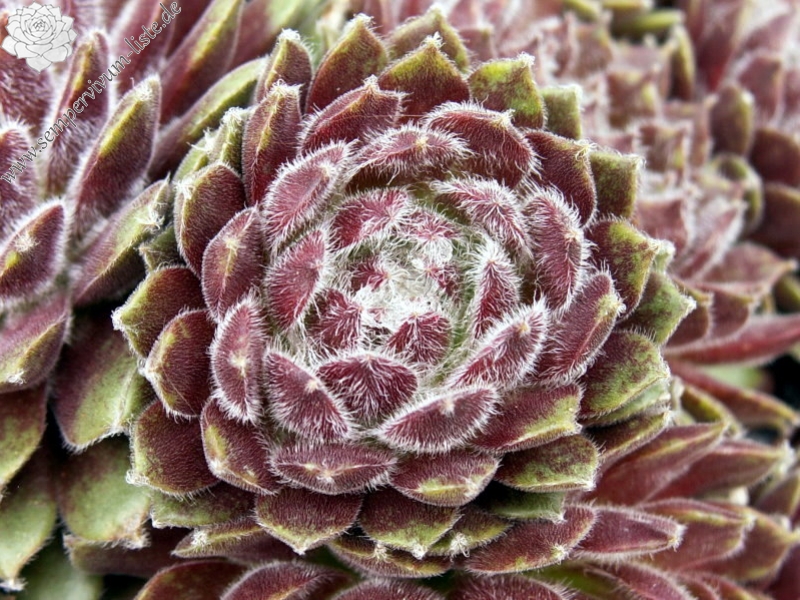 Skovtrolden's Triumf