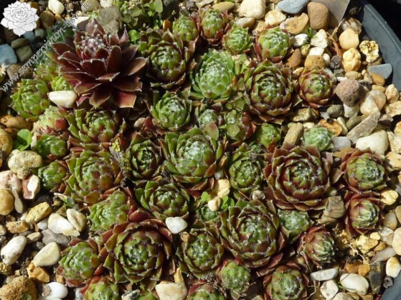 Skovtrolden's Triumf