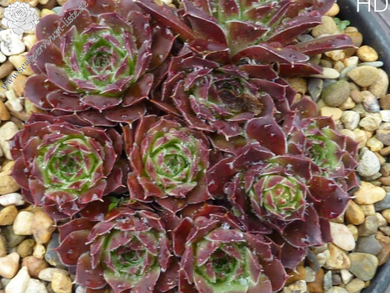 The Chatelaine / Jovi