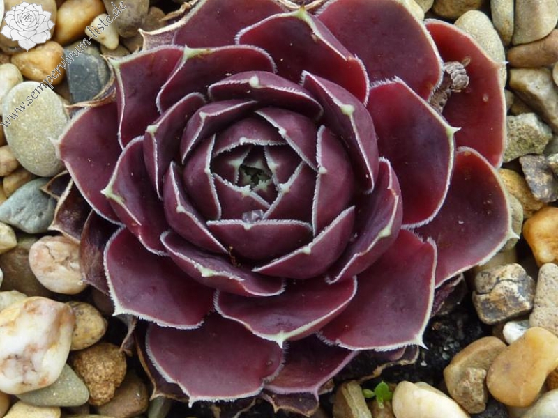 Nevado Del Huila / Jovi