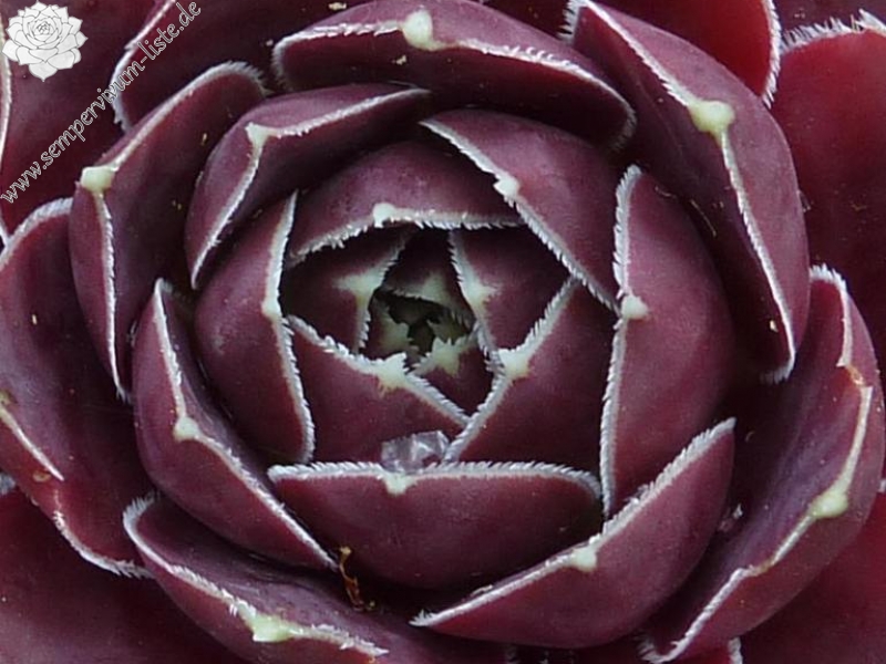 Nevado Del Huila / Jovi