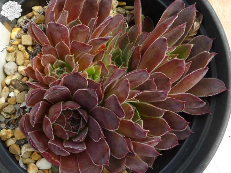 Nevado Del Ruiz / Jovi