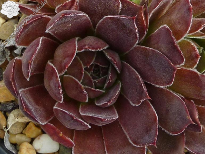 Nevado Del Ruiz / Jovi