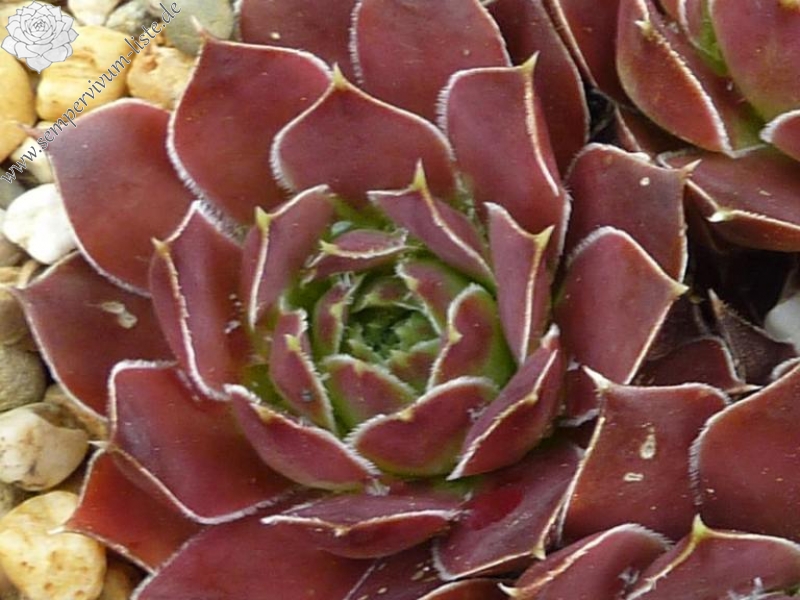 Nevado Sajama / Jovi