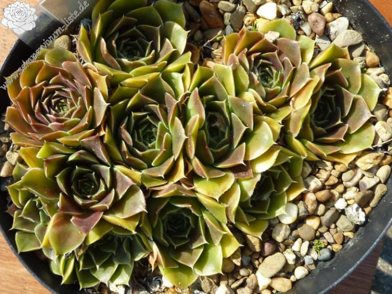 Nippon Beauty / Jovi