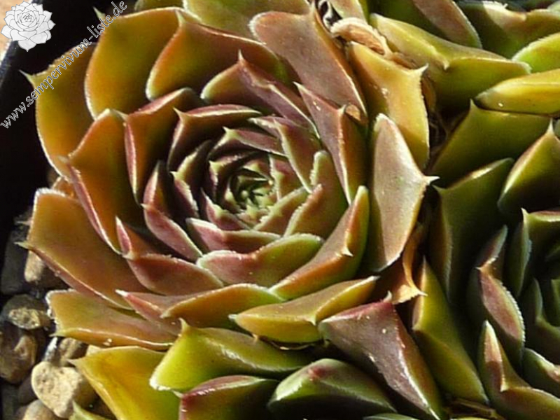 Nippon Beauty / Jovi