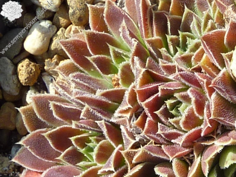 Nippon Parado / Jovi