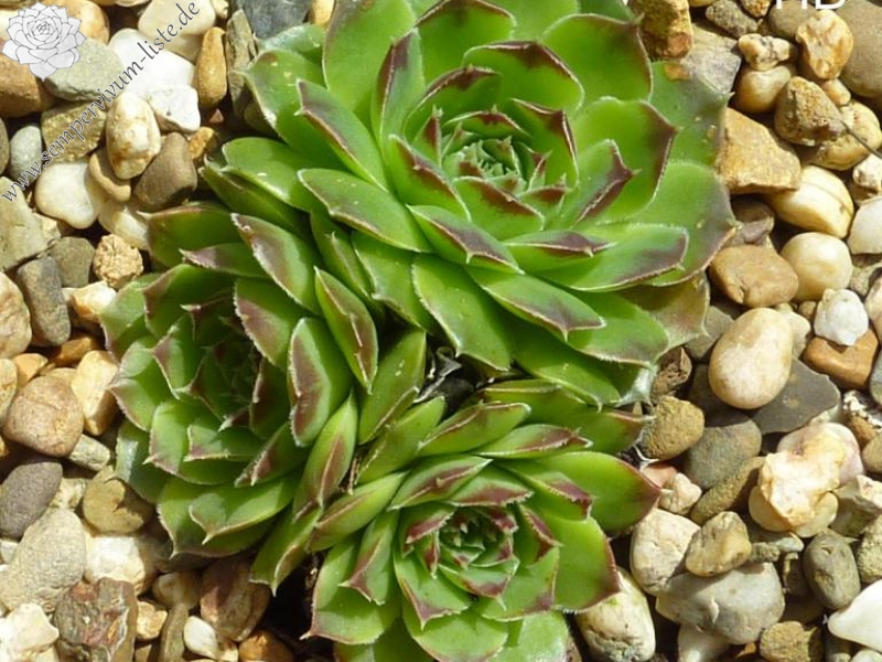 Novenbersonne / Jovi