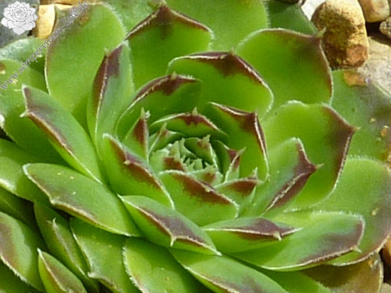 Novenbersonne / Jovi