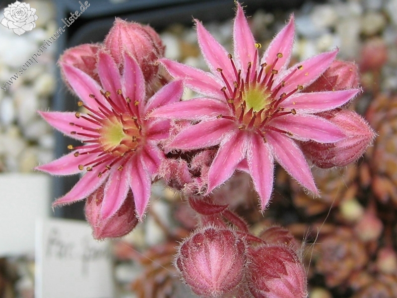 Pacific Sparkler