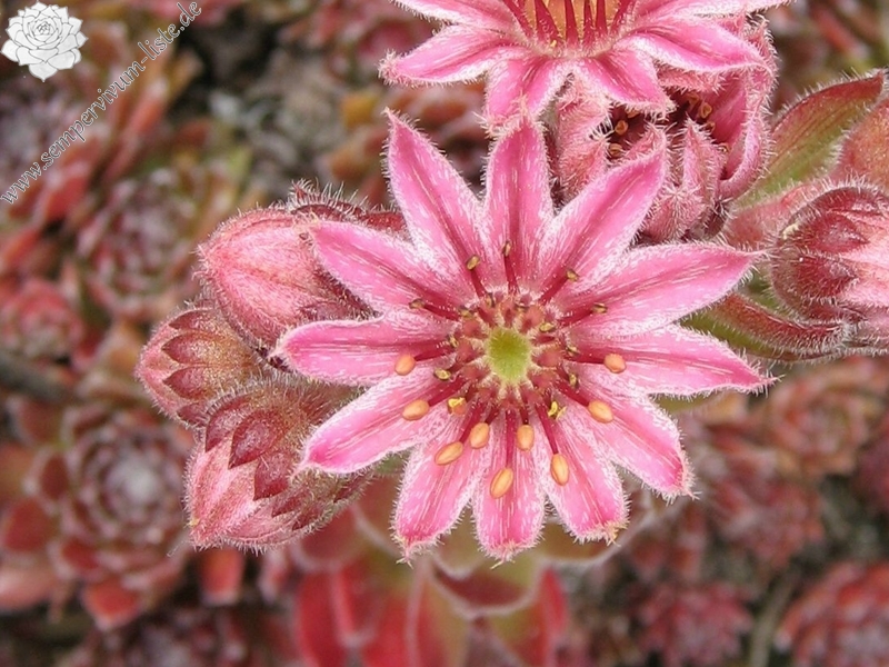 Pacific Sparkler