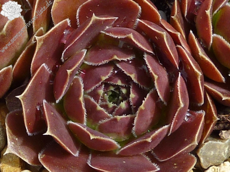 Mount Bermina / Jovi