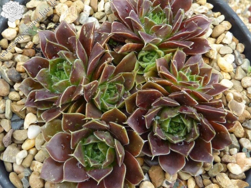 Suffolk Punch / Jovi