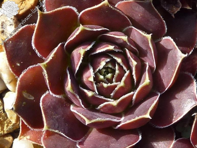 Mount Ojos del Salado / Jovi