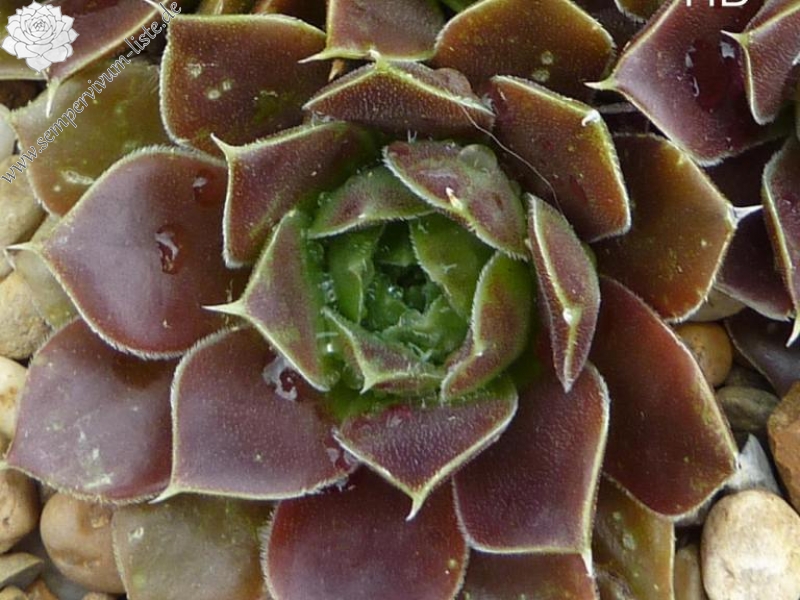 Suffolk Punch / Jovi