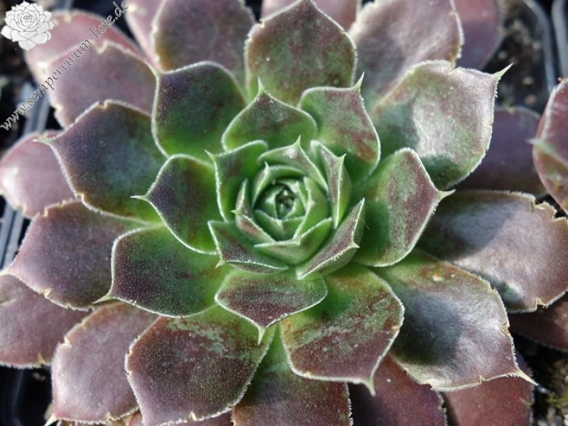 Suffolk Punch / Jovi