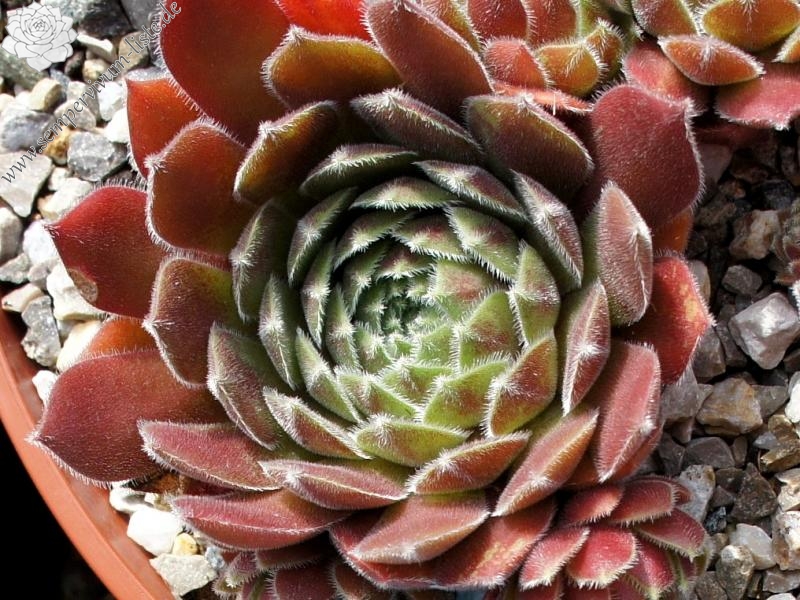 Pacific Spring Frost