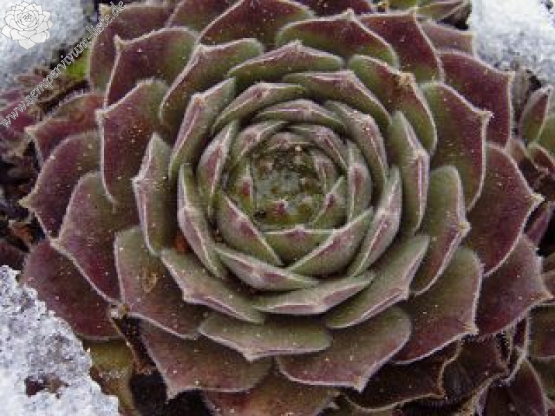 Pacific Spring Frost