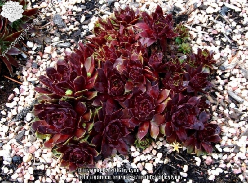 Patent Leather Shoes