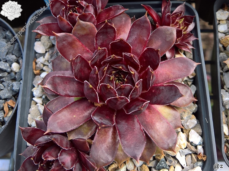 Patent Leather Shoes