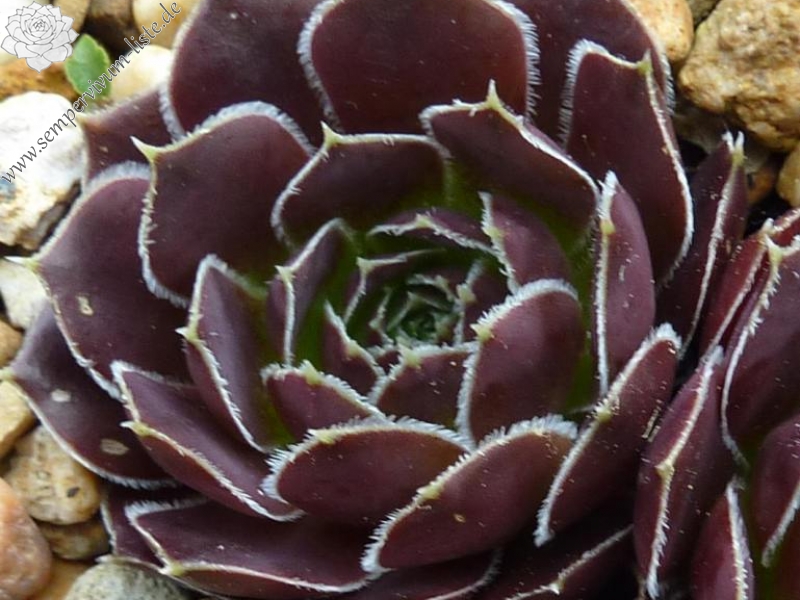 Mount Nanga Parbat / Jovi