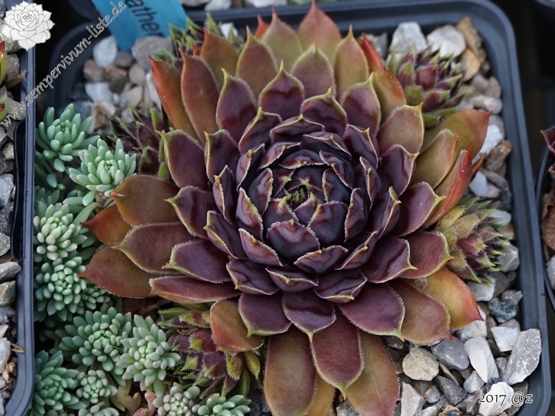 Patent Leather Shoes