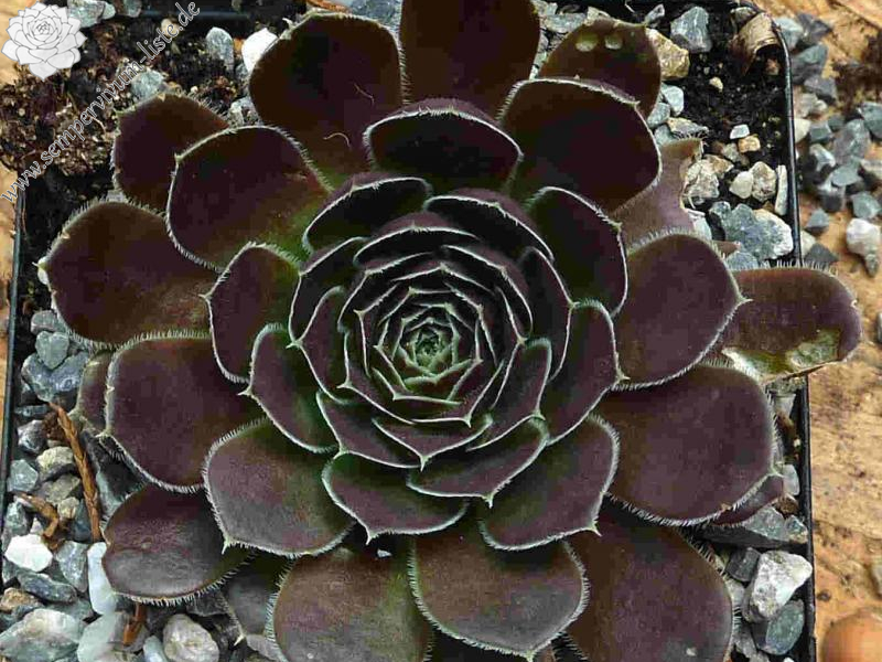 Mount Nanga Parbat / Jovi