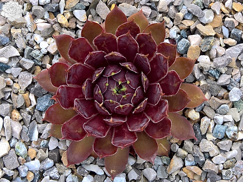 Patent Leather Shoes