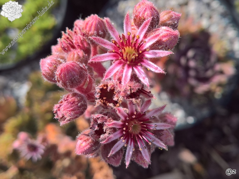 Patent Leather Shoes